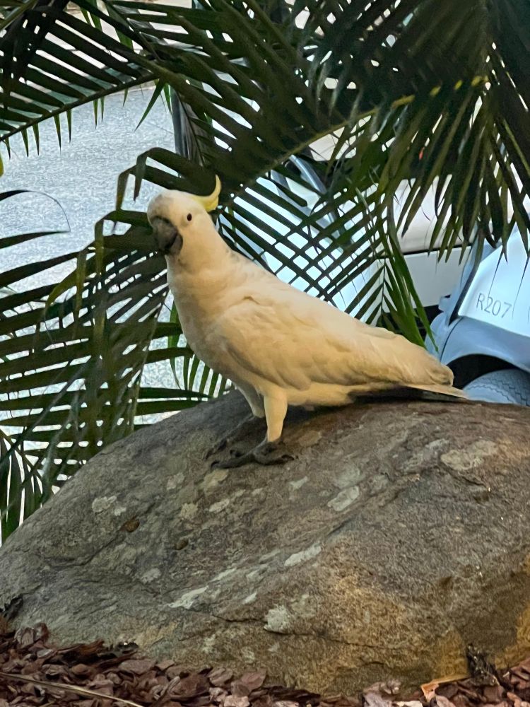 A cockatoo planning to steal your stuff