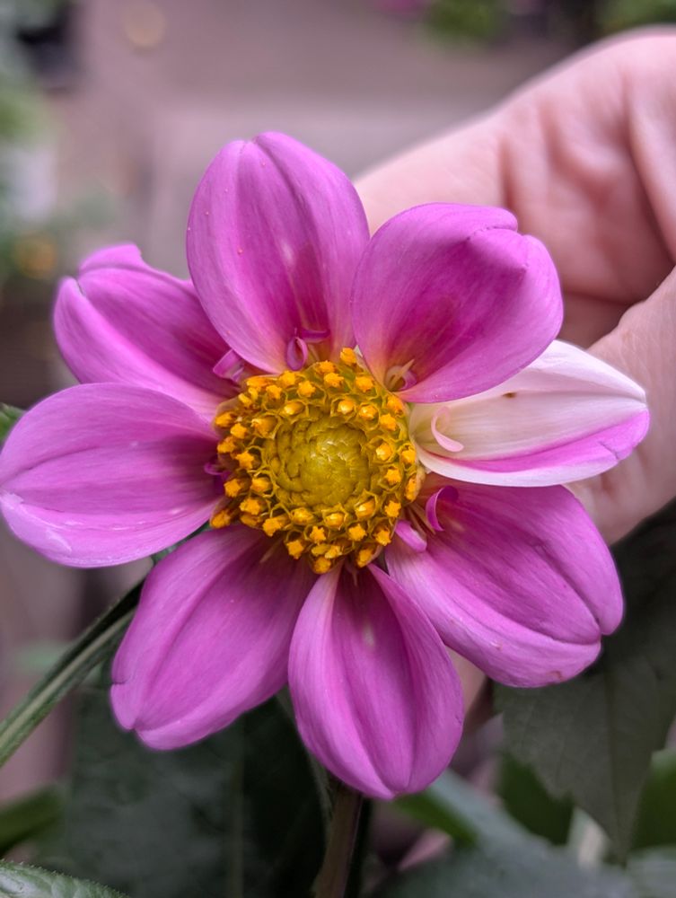 A pink Dahlia bloom with one white petal that has a pink streak.