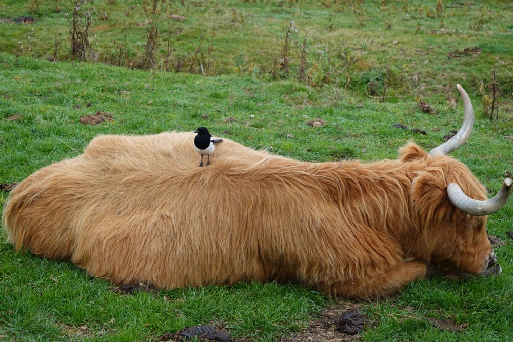 Scottish Highland Cow lying on a green grass field  with a bird on its back 