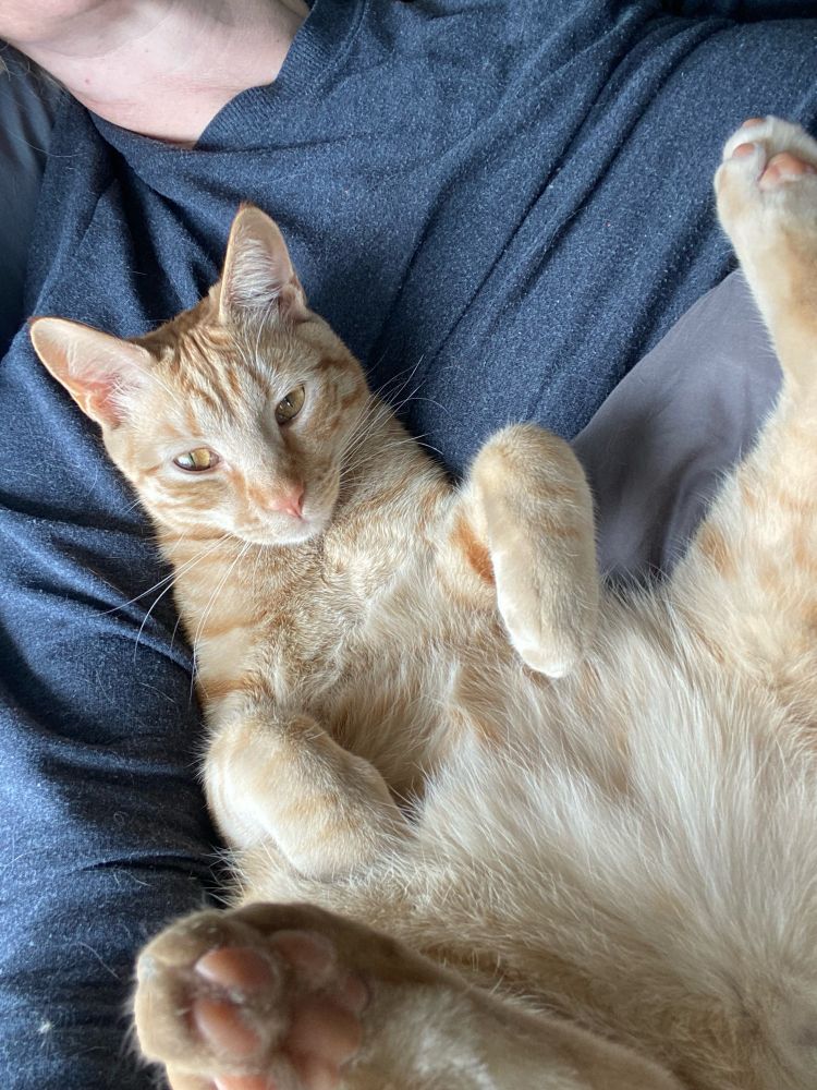 An adorable orange cat laying on his back, tummy up, showing his perfect pink toe beans