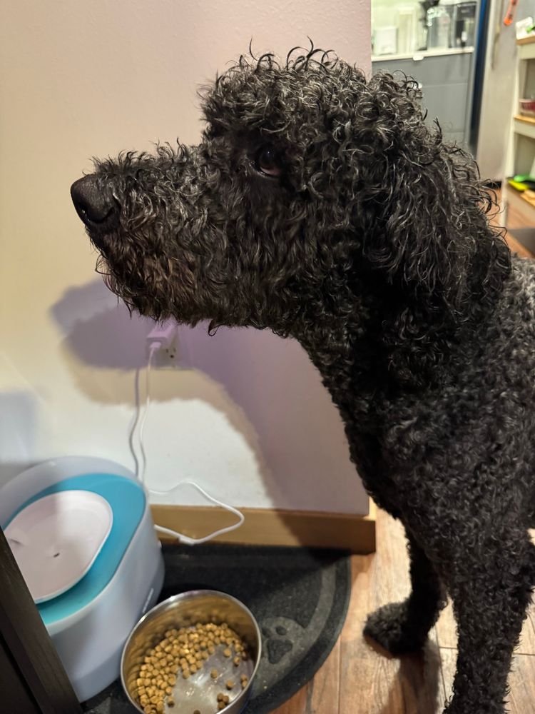 Wet black labradoodle