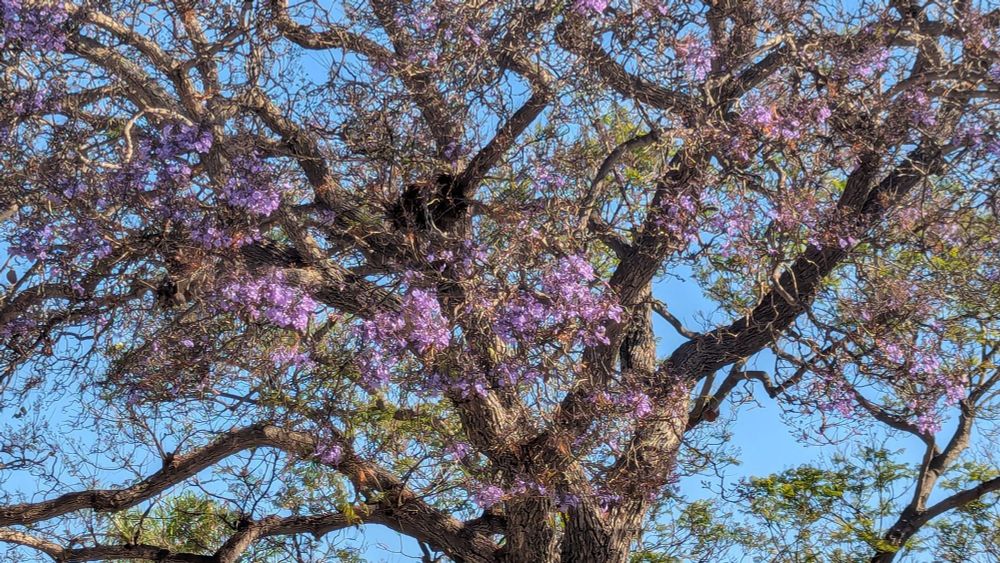 Purple flowers blooming in a huge jacaranda tree.