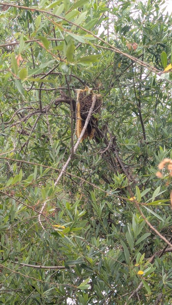 Cluster of honey bees surrounded by golden  honey combs hanging from a leafy green tree.