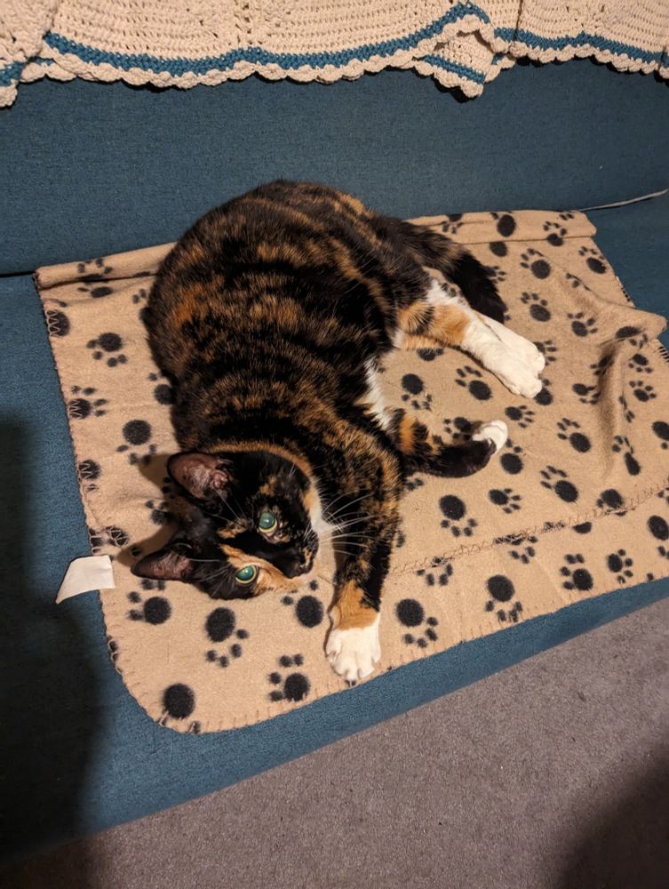 A tortoiseshell cat looks up at the camera from her cat-paw patterned blanket. 