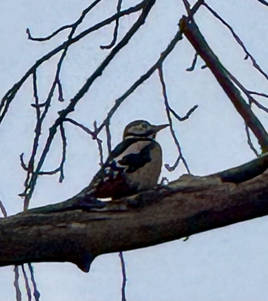 Woodpecker 