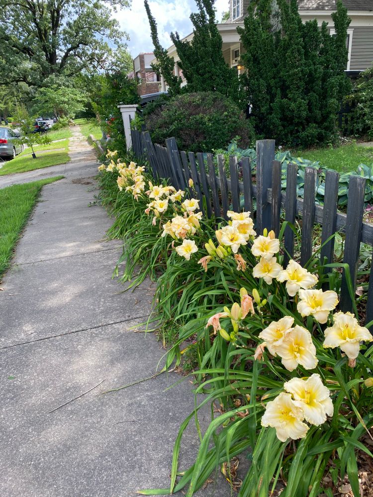 Row of light yellow daylilies in front of picket fence next to sidewalk.