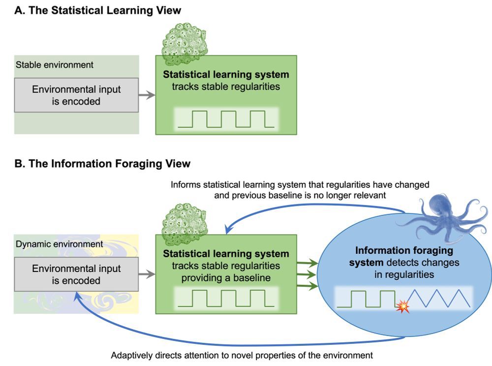 Depiction comparing standard views of statistical learning with a sponge and the new information foraging view with an octopus