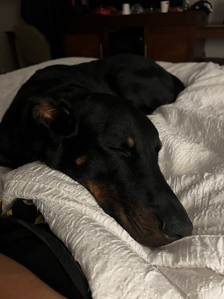 A picture of a beauceron, sleeping on a bed