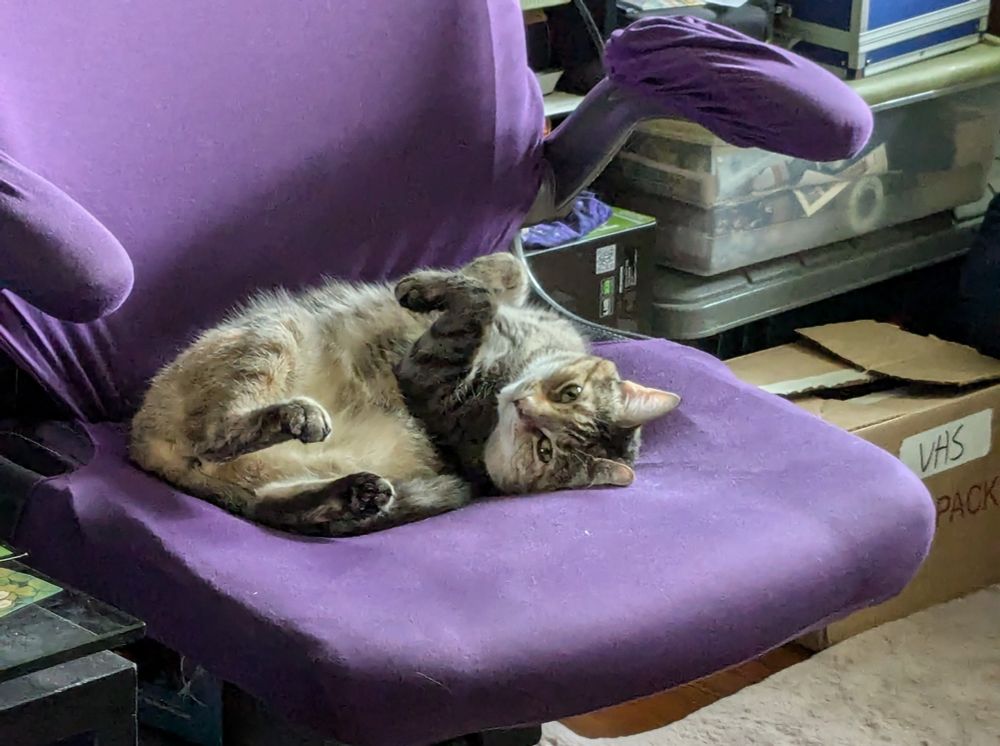 A chubby tan and gray cat curled up upside-down on a purple-covered office chair. She looks very smug.