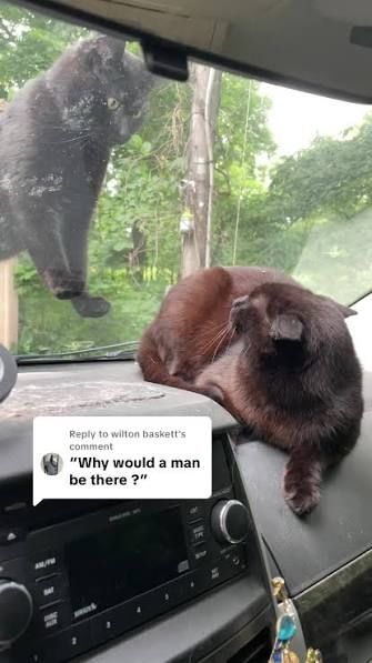 A still from a video of a distressed looking cat on a car dash looking out at another cat looking in from where it's standing on the windshield, with the caption "why would a man be there??"