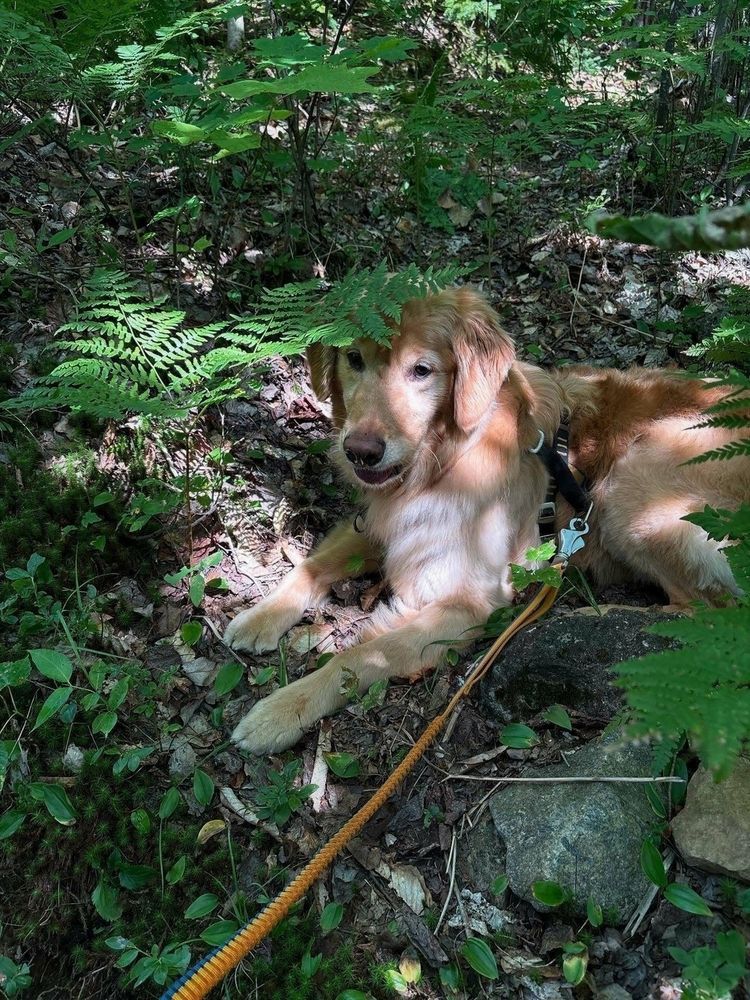 A golden retriever lying on leafy forest ground partially shaded by ferns connected to a leash surrounded by lush greenery and scattered leaves in dappled sunlight.