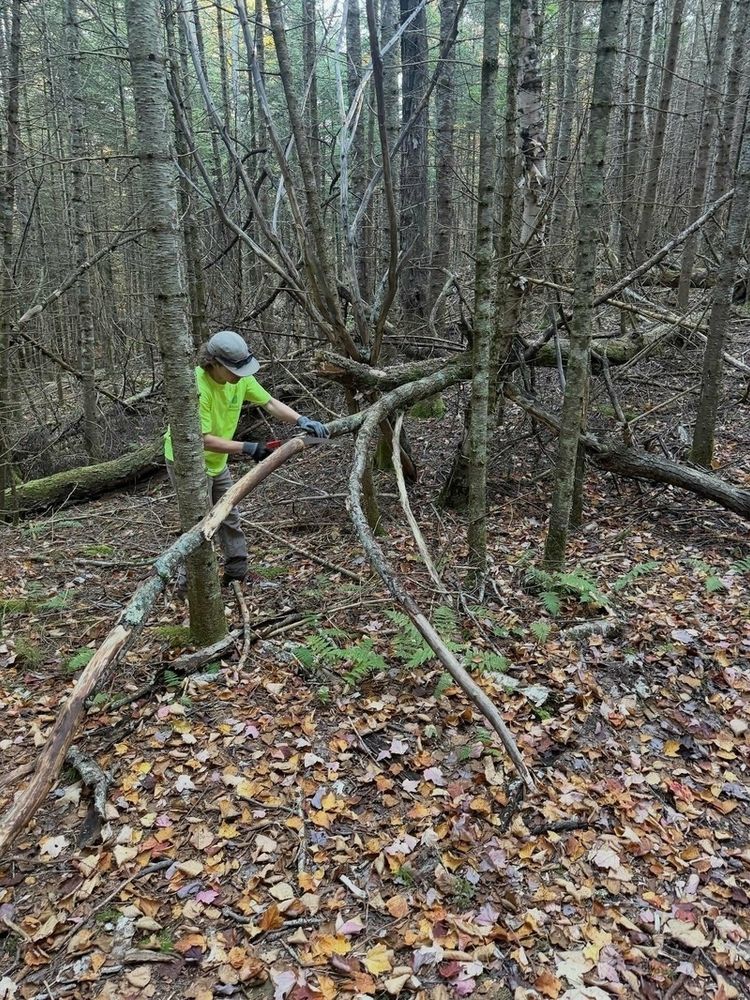 Person in a bright shirt cutting a fallen tree branch with a handsaw in a dense forest with scattered leaves on the ground.