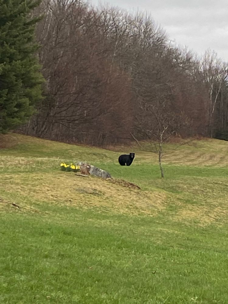 A lone black bear at the edge of the woods
