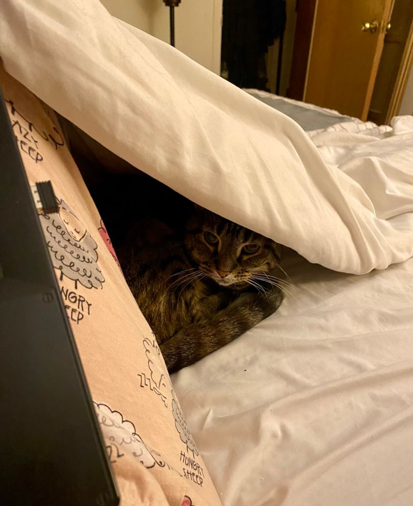 A cat curled up under the covers.