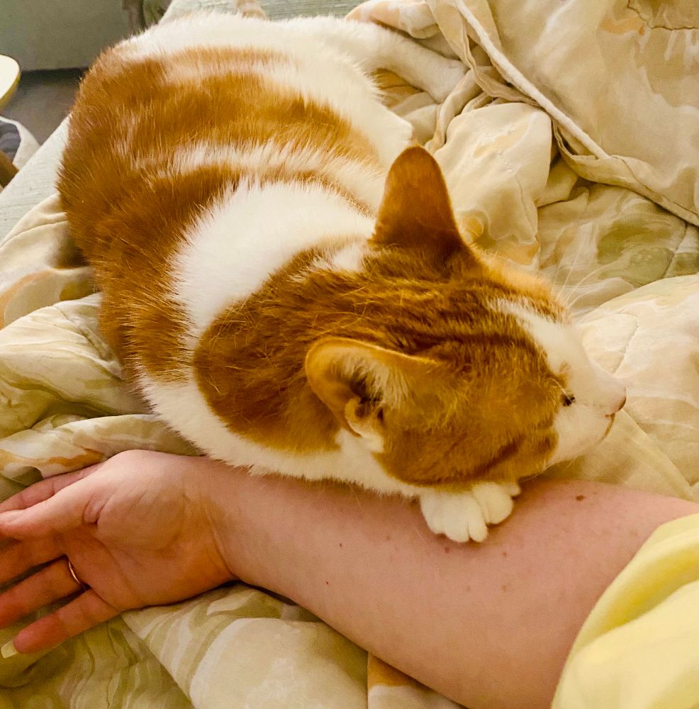 A cat laying its head on an arm 