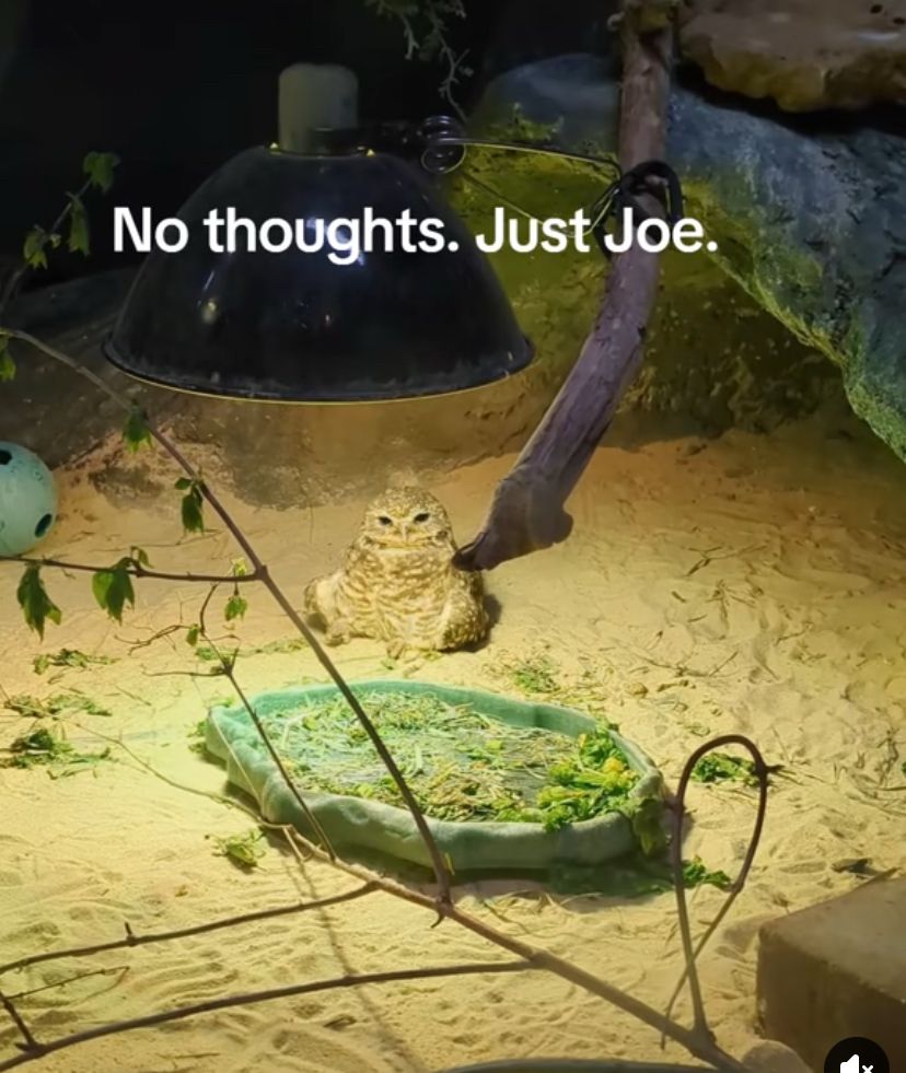 A fat owl sitting in sand and completely unbothered at the Boonshoft Museum of Discovery