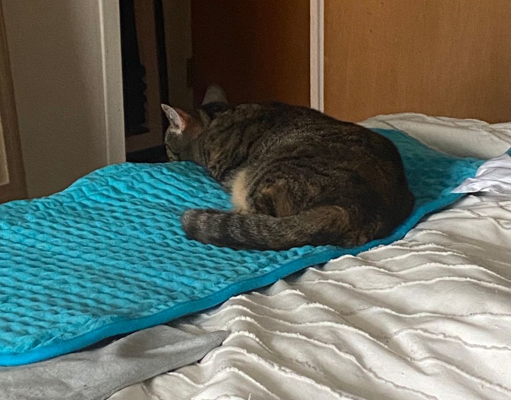 A cat lying on a heating pad with her head down
