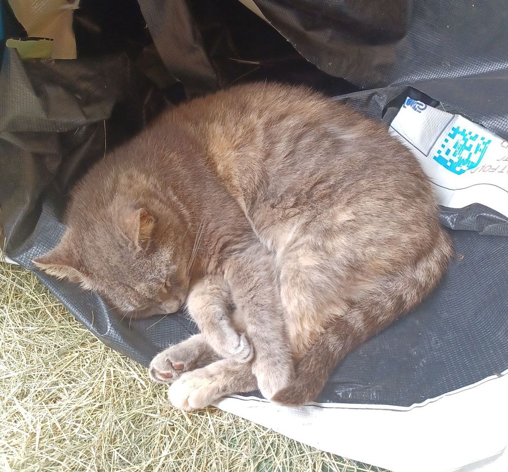 Sleepy kitty 