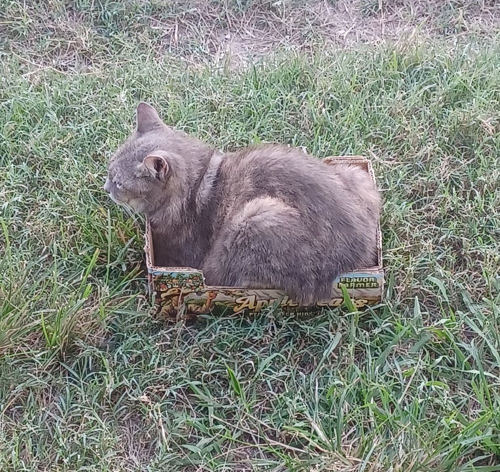 Fluffy gray cat sitting in an apple pear box 