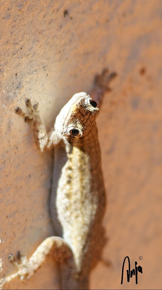 Little beige lizard looking up with big brown eyes. 