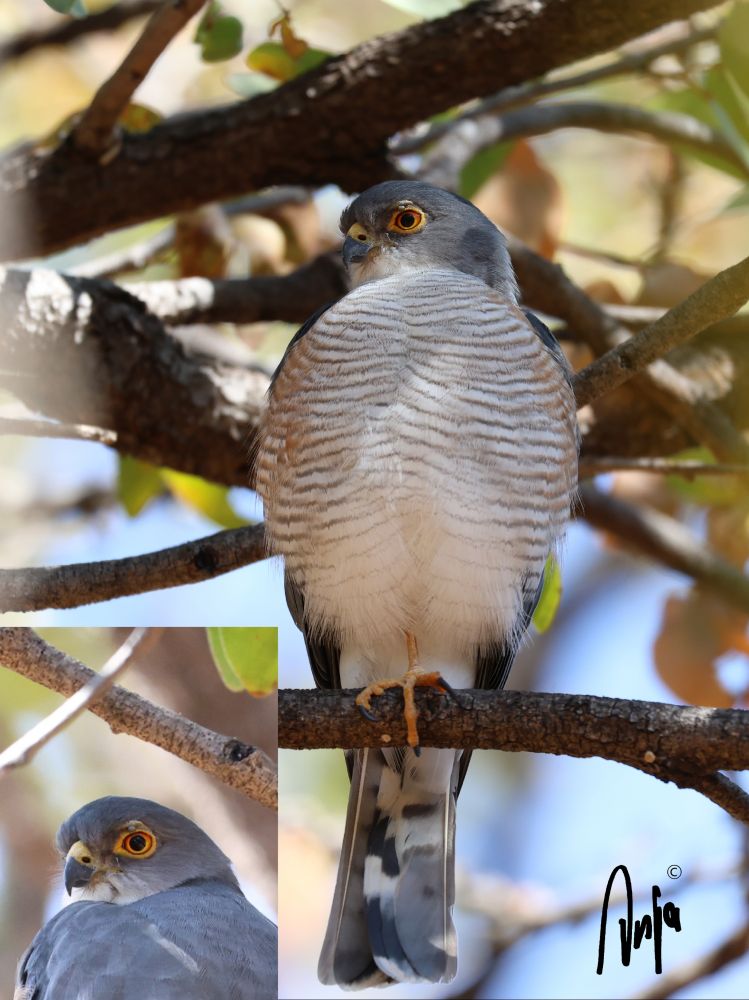 A grey bird of prey with white barred chest and orange eyes looks to have a swollen tick above its left eye. 