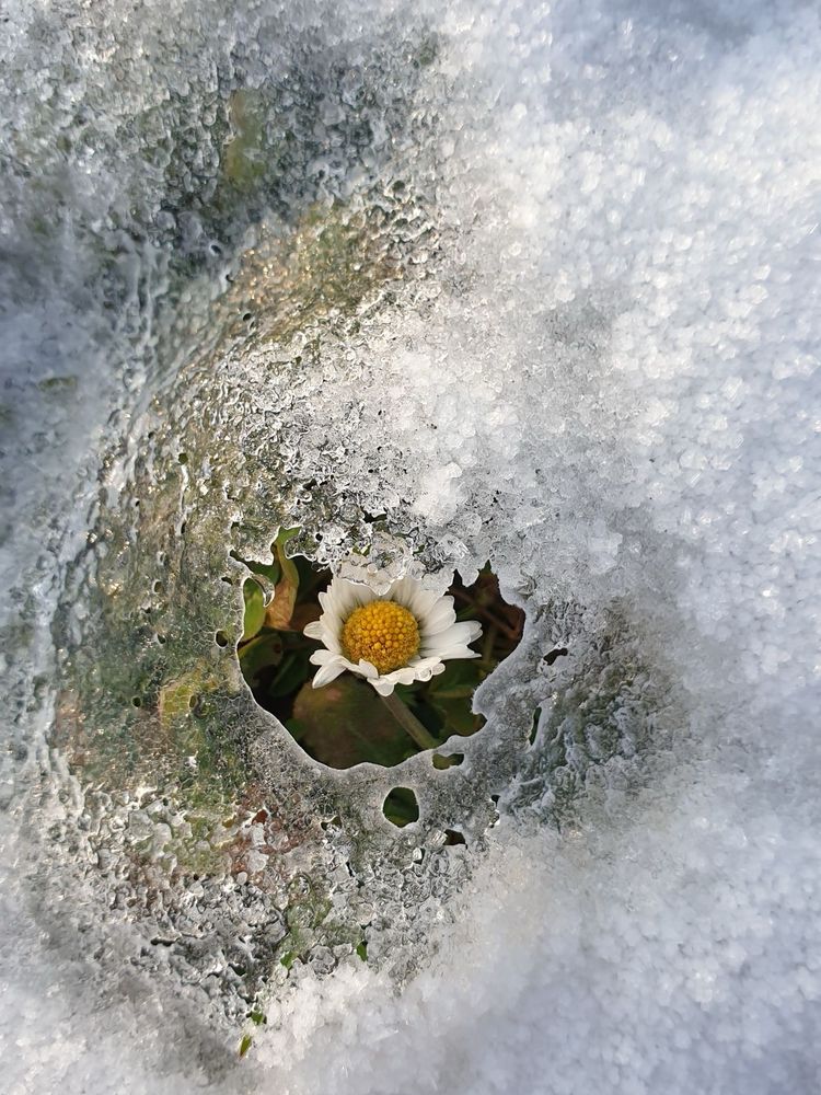 common daisy pushing through a layer of ice