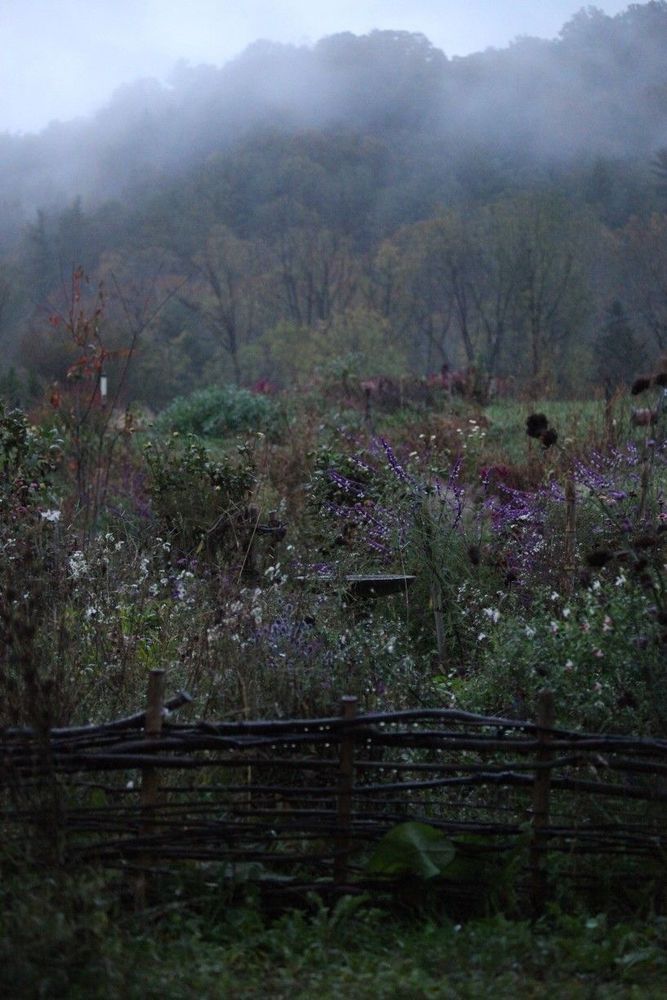 An overgrown garden on a misty, rainy day