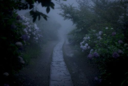 Photo of a path through blooming lilac bushes on a rainy day
