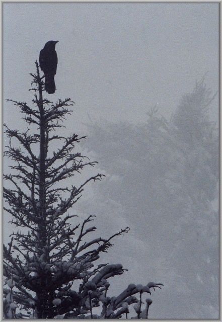 Crow atop a snowy pine
