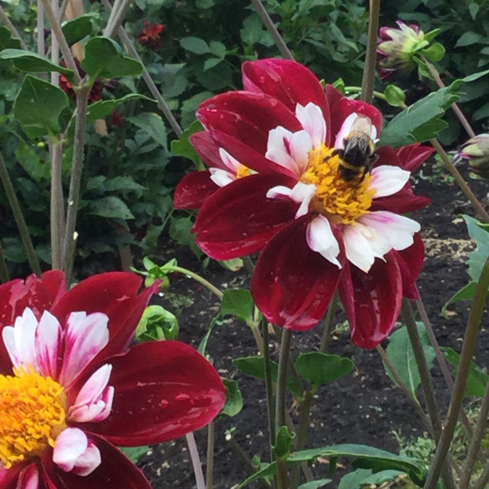 These two huge maroon, pink and yellow flowers in an alleyway in Bath England have a big fuzzy bee visitor on one of them. Lots of green twiggy plants are all around plus there’s some dirt in the background.