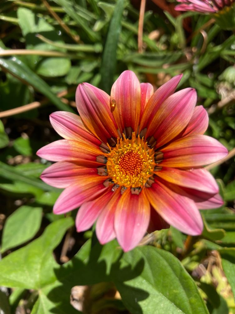 Close up of a Gazania “Treasure Flower”
This one has striped petals that are pink on pink, with orange and yellow stamen surrounded by brown square accents.