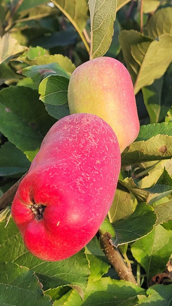 Red ripening apples in home gatden in southern California