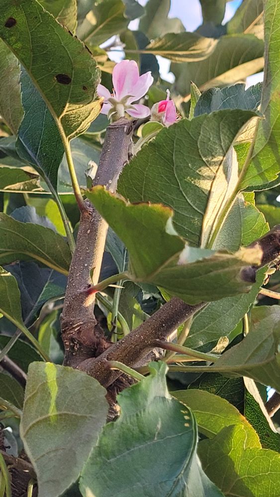 Pink apple blossoms in home garden tree in southern California as tree also fruiting in late November.