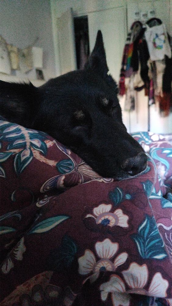 Imagen de la perra punk dormida con la cabecita sobre mis rodillas, que están tapadas con el edredón.