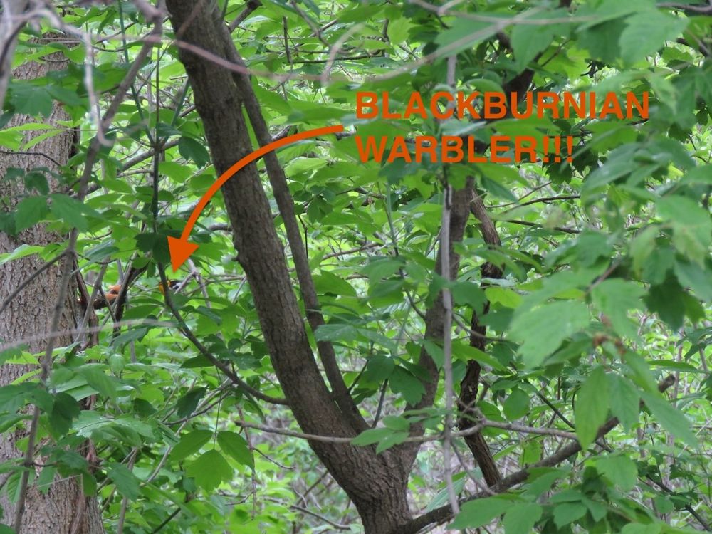 Comment image