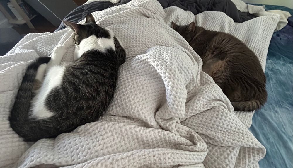 A gray and white kitten and a gray adult cat sleeping on a white blanket atop blue tie-dyed sheets.