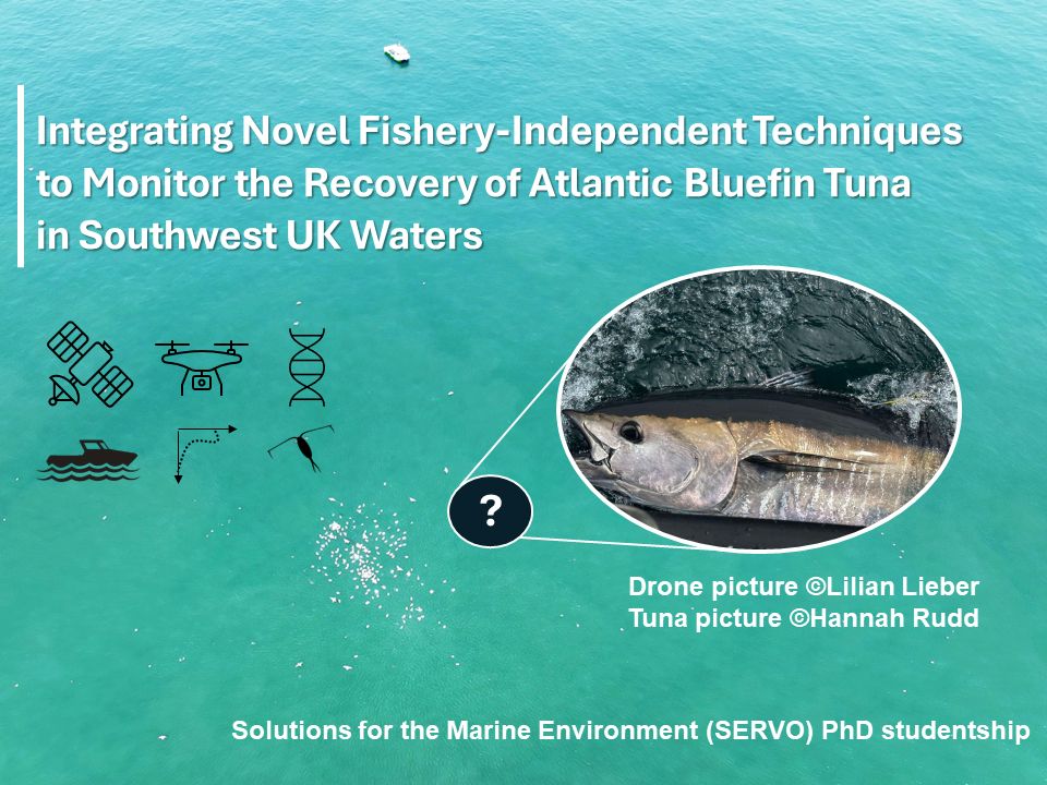 Blue fin tuna PhD advert
