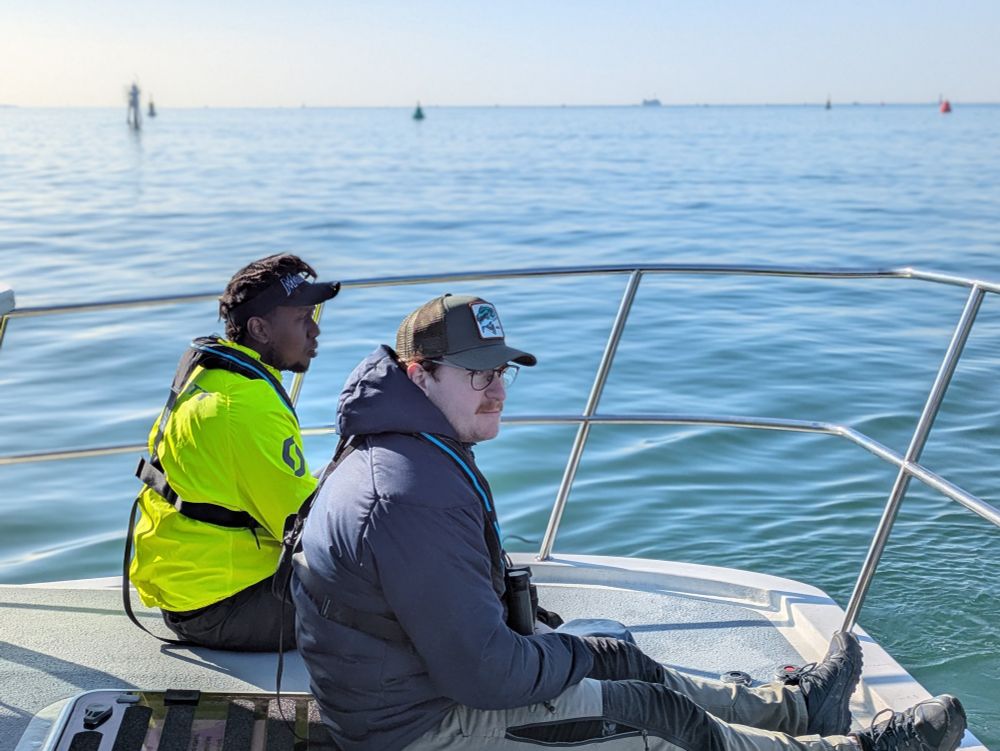 Seabird surveys 