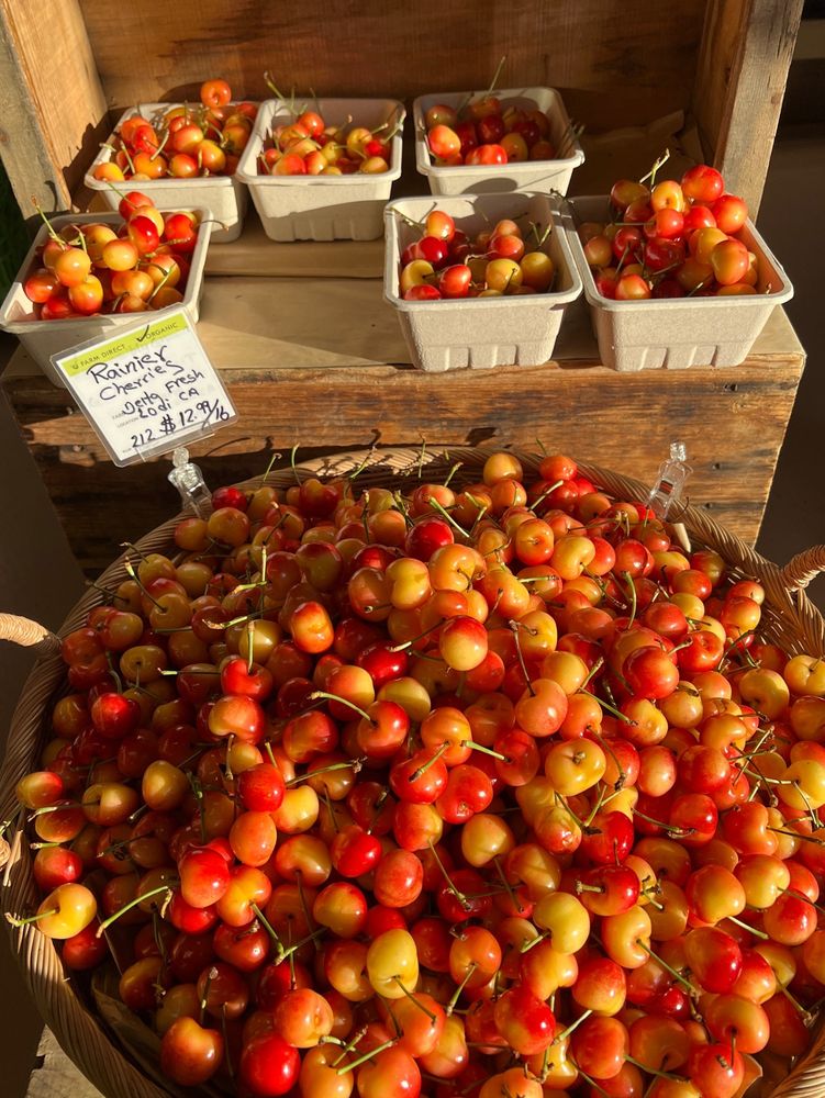 the most beautiful basket of rainier cherries bathed in sunlight 