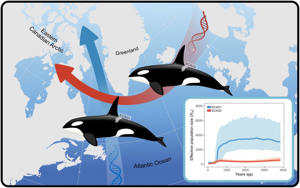 Climate change introduces threatened killer whale populations and conservation challenges to the Arctic