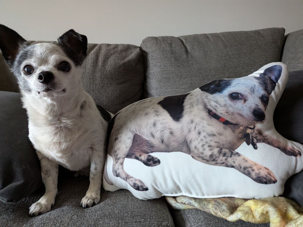 Black & white Chihuahua sitting next to a pillow in the shape & image of the same Chihuahua 