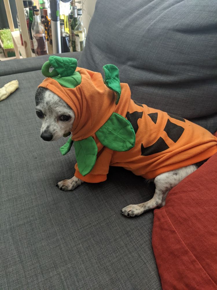 Black & white Chihuahua in pumpkin costume sitting on grey couch