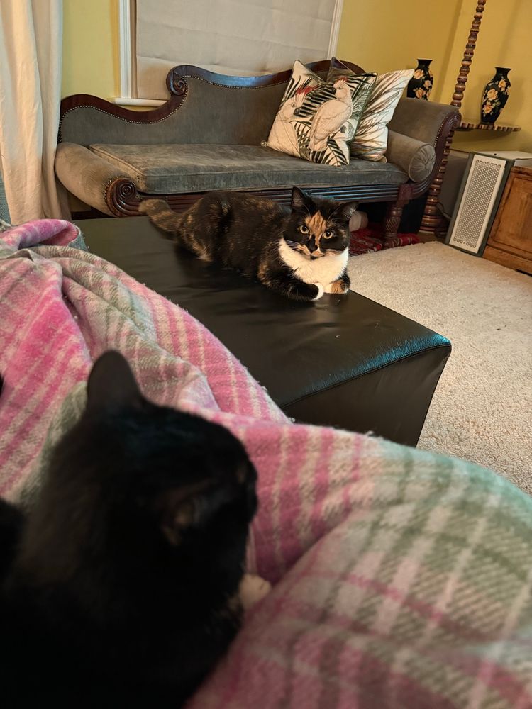 A cat on the footstool and another on a lap covered in a blanket