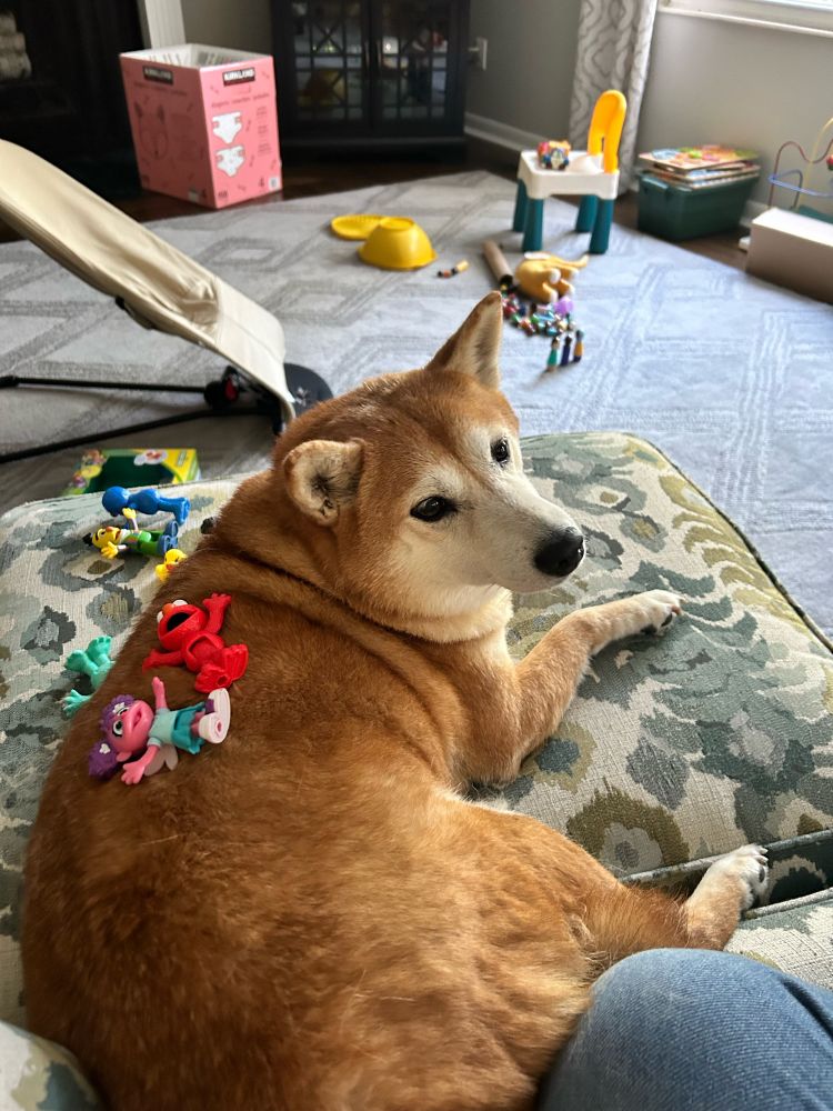 Monday, a Shiba Inu, on an ottoman with Sesame Street figurines on her back because she was too lazy to move and get them off.