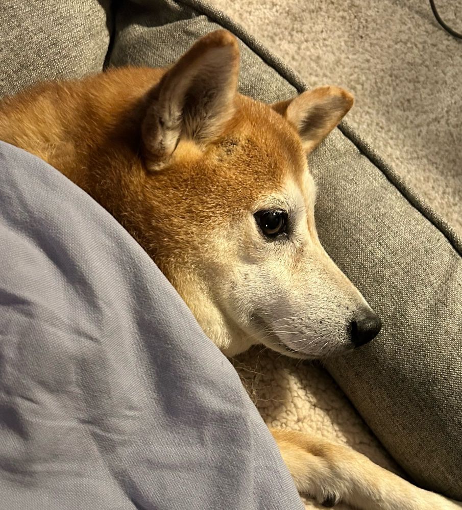 Monday, a Shiba Inu, literally smiling in her bed under her blanket. Like a person.