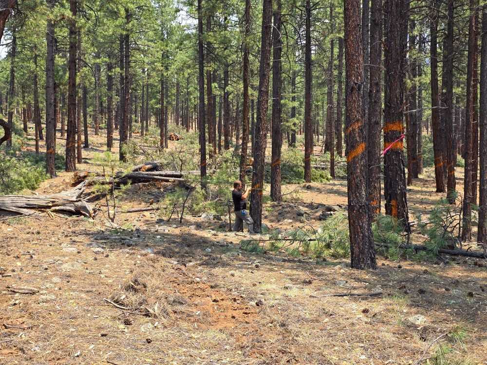 Ponderosa Pine forest, dusty brown ground covered with needles, a few downed trees looking worn and gray, straight black and redish trunks with plate like bark, and green canopy fading off into the distance.  There is a man wrapping a steel tape measure around one of the trees, measuring the diameter.  Several of the trees have orange paint indicating those trees are to be retained in any subsequent forest treatment on this site.