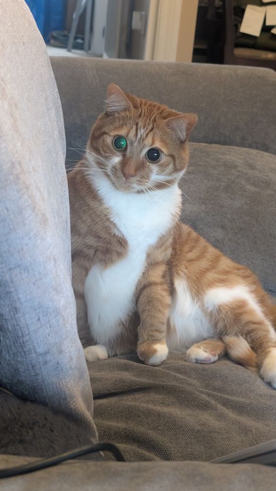 An orange and white cat on a sofa looking perturbed. 