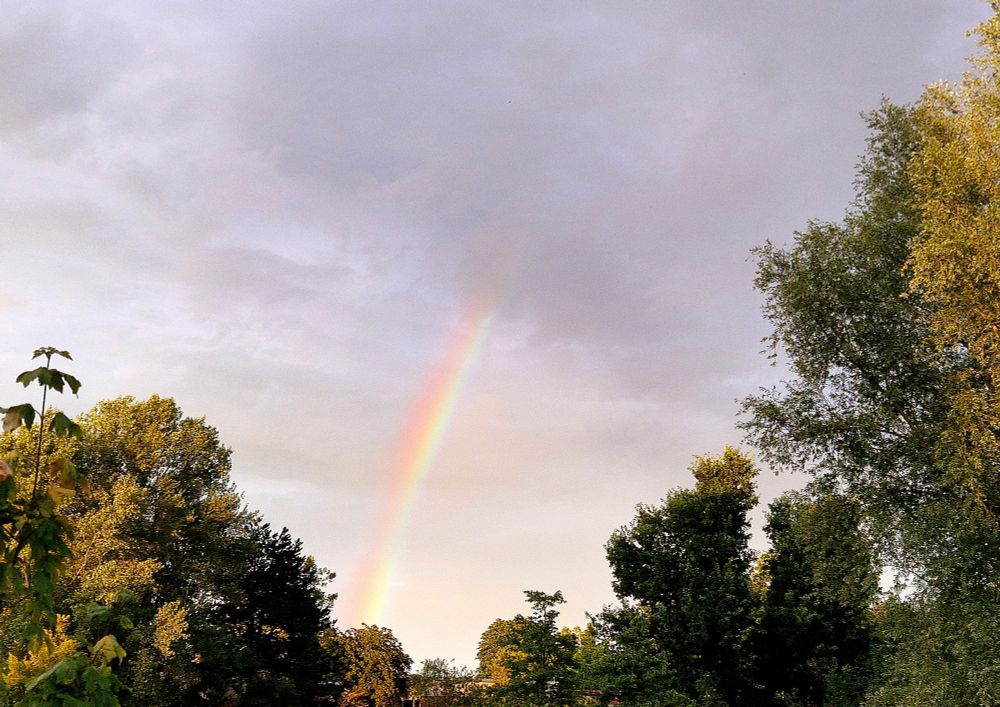 Zwischen grünbelaubten Bäumen leuchtet am Abendhimmel ein Stück vom Regenbogen.  
