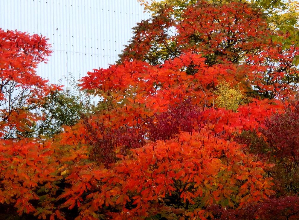 Rotgefärbtes Laub an Sträuchern vor einer weißen Fassade einer Industriehalle 