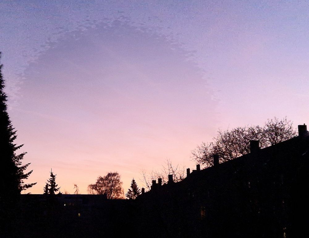 Violettrosa gefärbter Morgenhimmel hinter einer schwarzen Silhouette aus Bäumen und Hausdächern. 